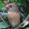 birding girl